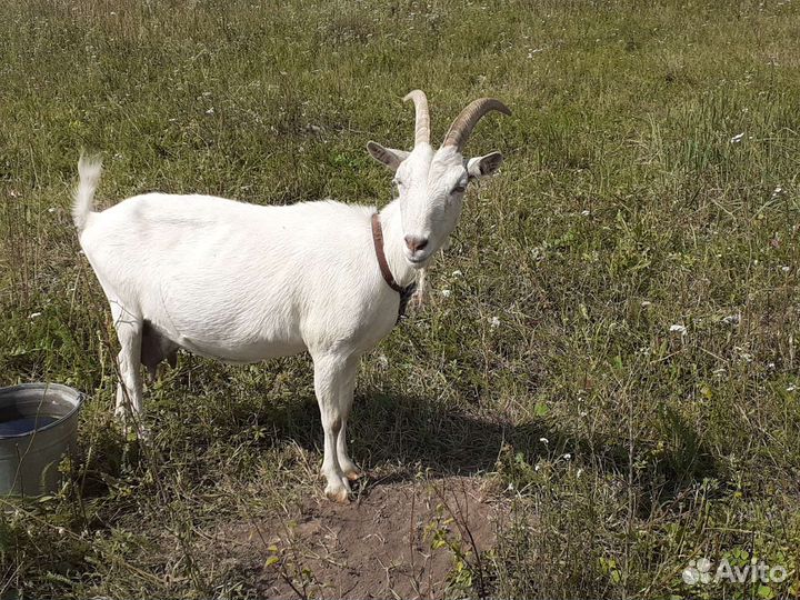 Продаются козы,козлята и козел на племя