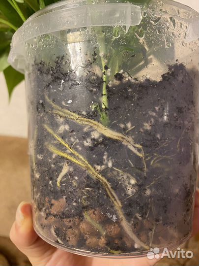 Спатифиллум мини/бересклет /традесканция пинк