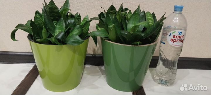 Сансевиерия