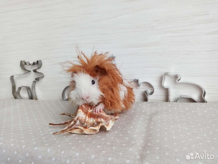 Морская свинка купить