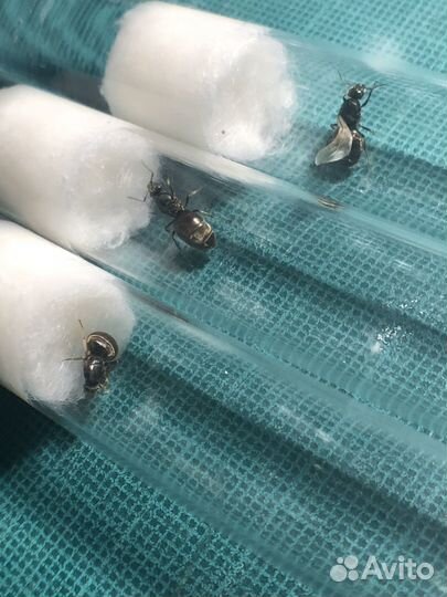 Муравьи lasius niger