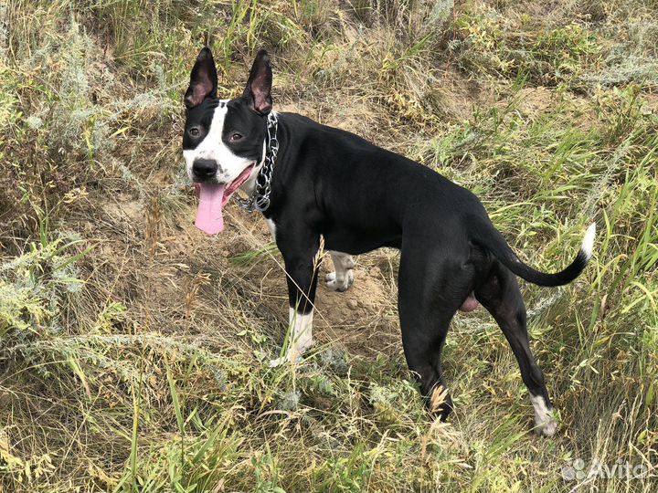 Питбультерьер вязка