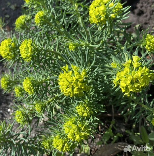 Молочай кипарисовый