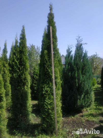 Туя смарагд