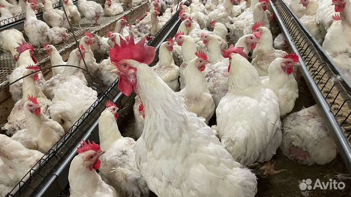 Инкубационное яйцо с/х птицы из России и Европы