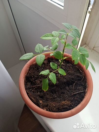 Комнатные цветы розы