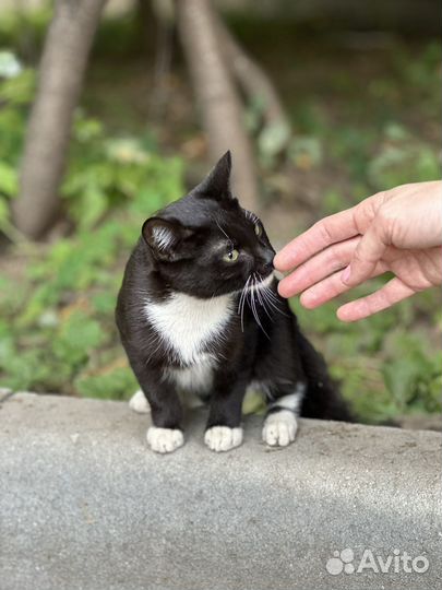 Кошечка бесплатно