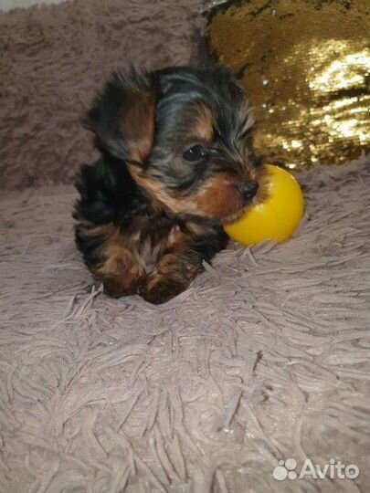 Йоркширский терьер