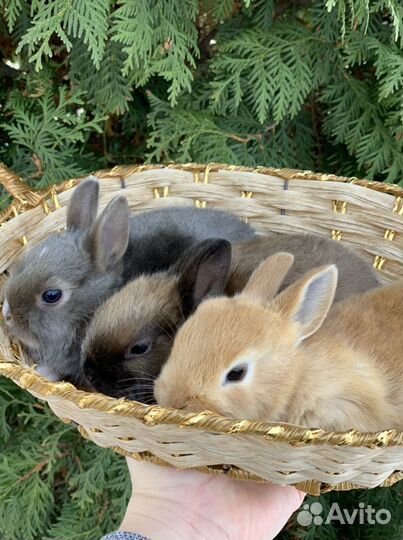 Лучший подарок-Царский Кролик