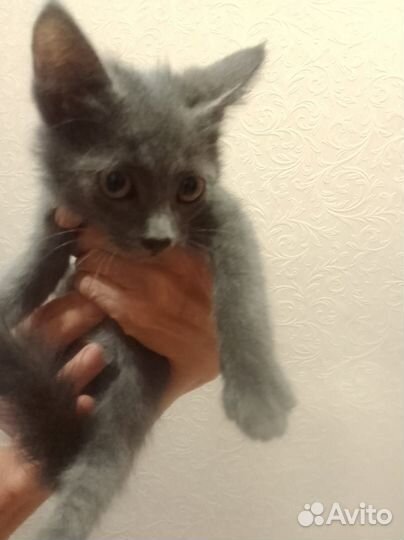 Котята бесплатно