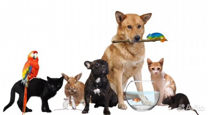 Передержка животных