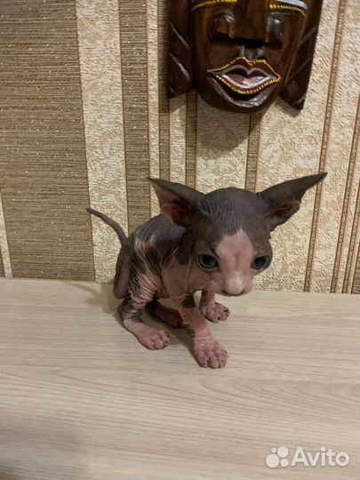 Канадский сфинкс котенок