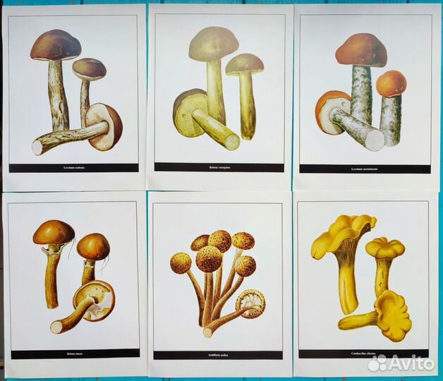 Ботанические иллюстрации грибы, растения