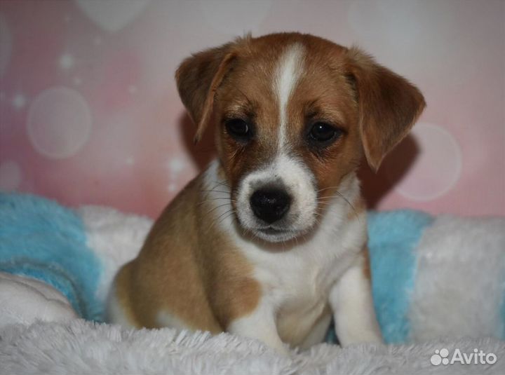 Джек Рассел терьер