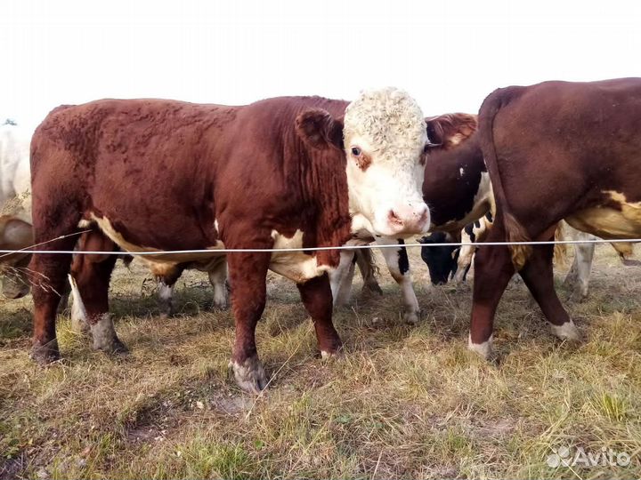 Экологически чистая мраморная говядина (телятина)