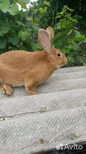 Кролик