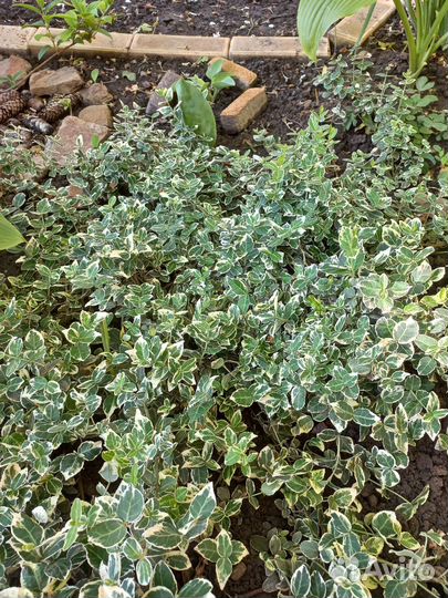 Красивые цветы