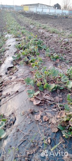 Щетка насадка на бензотриммер