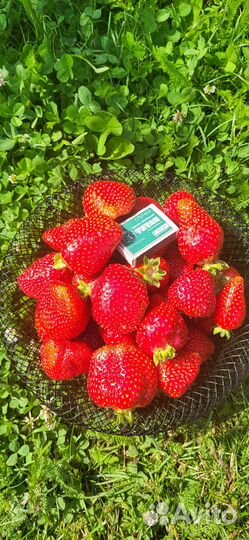 Рассада клубники сорта Альба