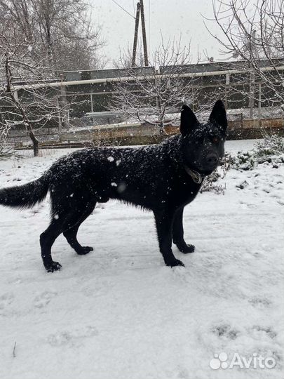 Вязка немецкая овчарка