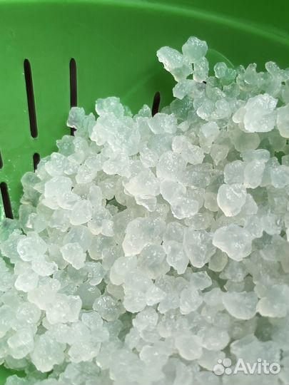 Индийский морской рис