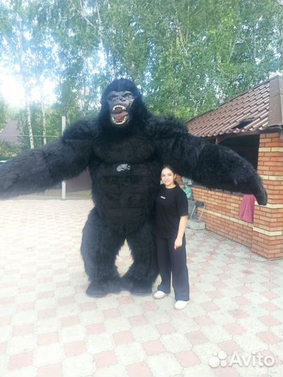 Кинг конг, белый мишка поздравление