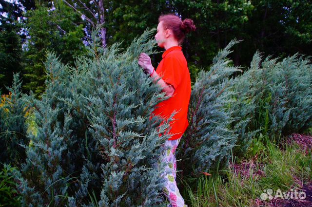 Можжевельник скальный Мунглоу 1.5м