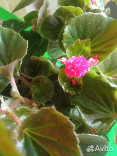 Бегония вечноцветущая махровая