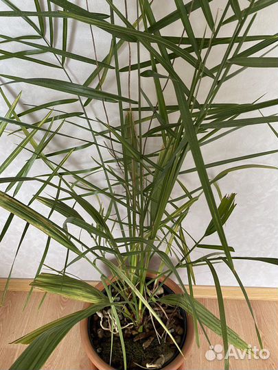 Финиковая пальма