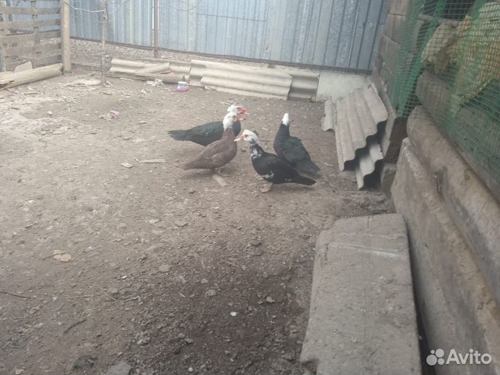 Утки шипуны