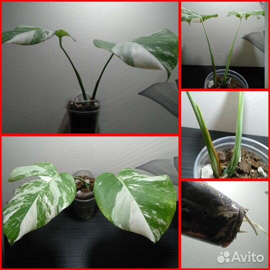 Монстера вариегатная альба