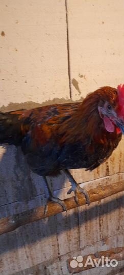 Петух порода московская чёрная и легорн