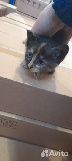 Котята в добрые руки 1.5 мес