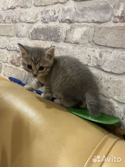 Котёнок бобтейла