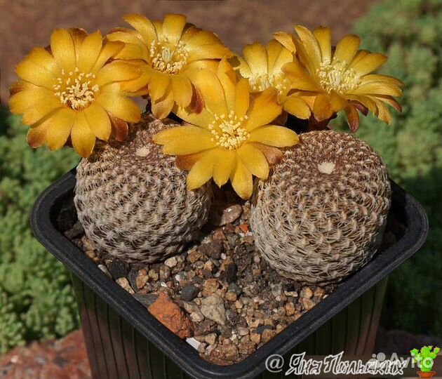 Кактусы из домашней коллекции. Сеянцы, суккуленты