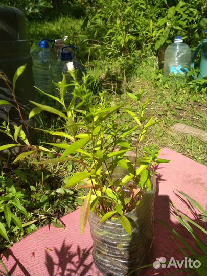 Астра многолетняя