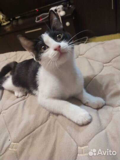 Кошечка в добрые руки