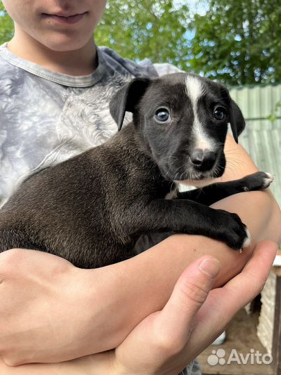 Продаем щенков