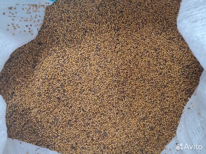 Семена горчицы желтой