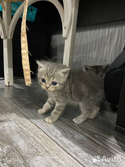 Котятки в добрые руки