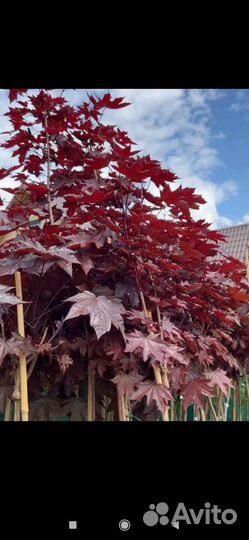 Клен на штамбе пурпл глоб, брилиантисимум и др