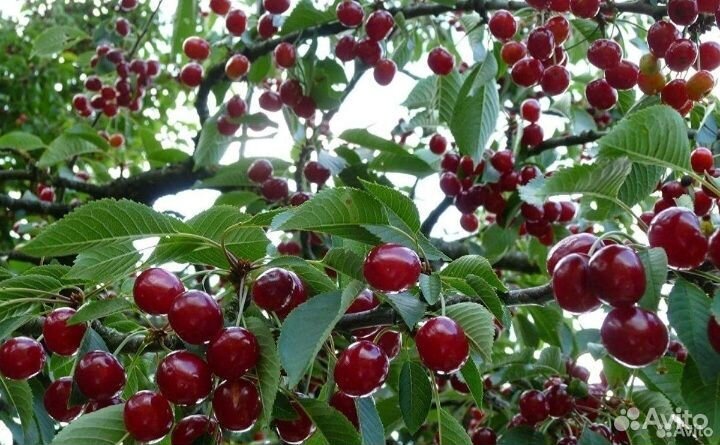 Вишня кустовая