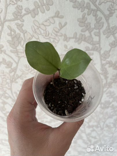 Цветы разные