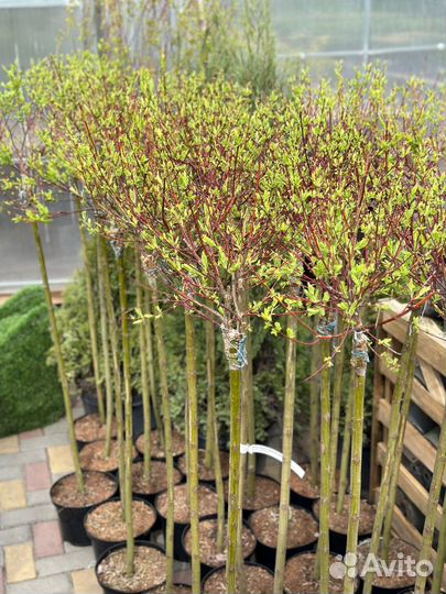 Ива хакуро нишики на штамбе