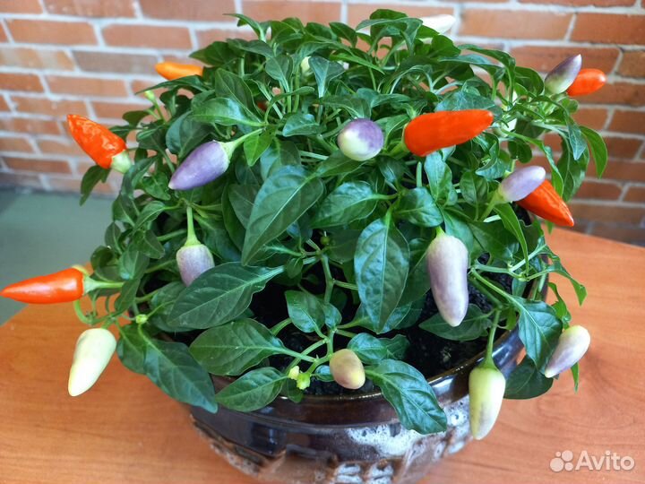 Перец острый 