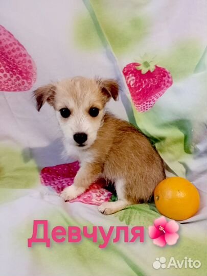 Щеночки в добрые руки