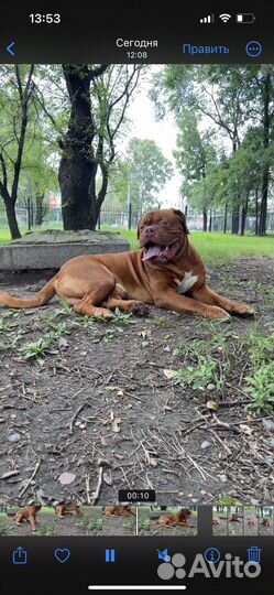 Бордоский дог Вязка