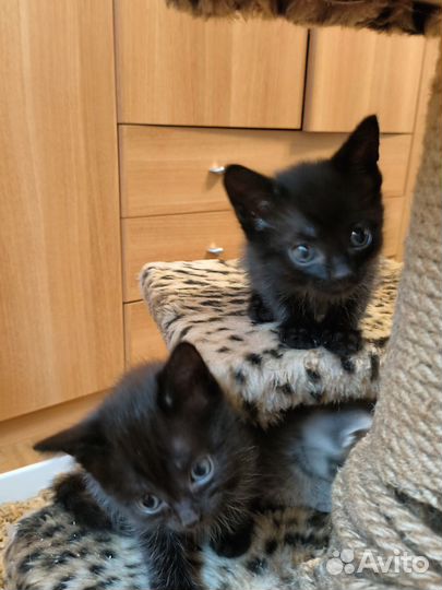 Две красотки ищут дом