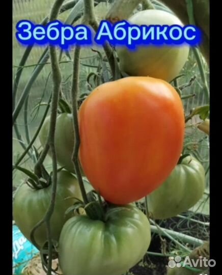 Семена Коллекционные сорта