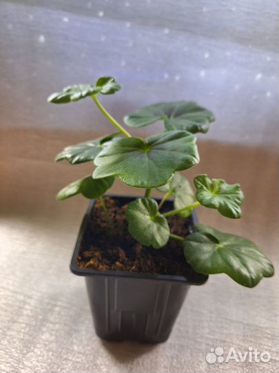 Плющелистная пеларгония